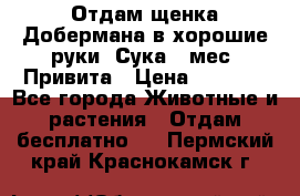 Отдам щенка Добермана в хорошие руки. Сука 5 мес. Привита › Цена ­ 5 000 - Все города Животные и растения » Отдам бесплатно   . Пермский край,Краснокамск г.